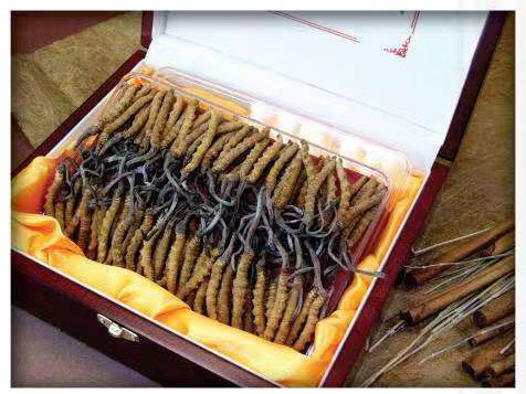 平谷冬虫夏草回收